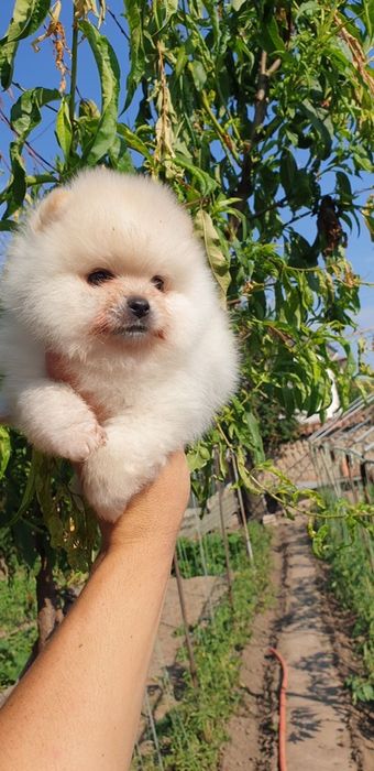 Померан мини мини