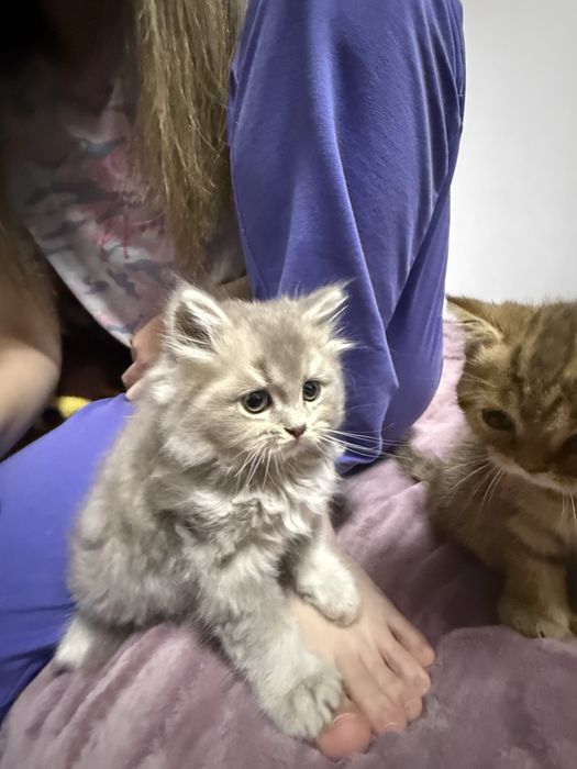 Продается котёнок