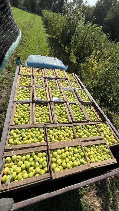 Продаю плодоносящий Сад