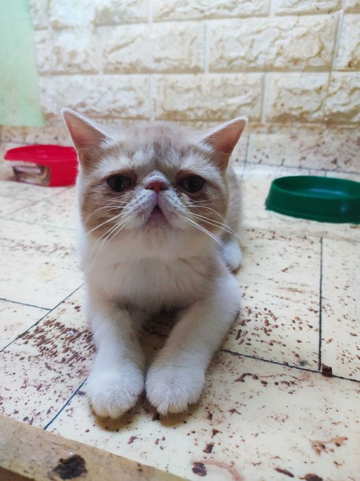 Продам котенка.Экзотического короткошерстного.