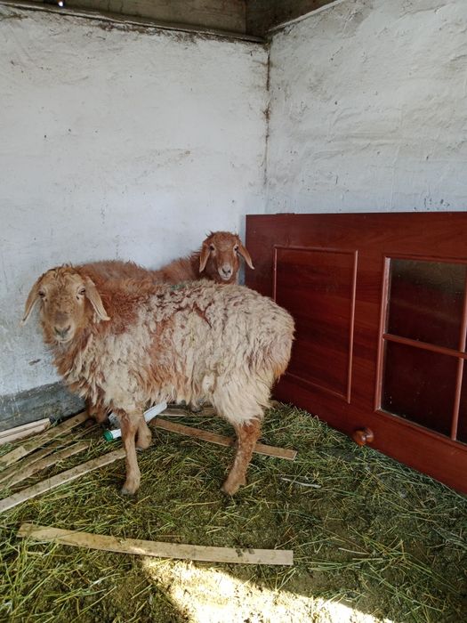 2-бас ұрғашы тоқтылар сатылады