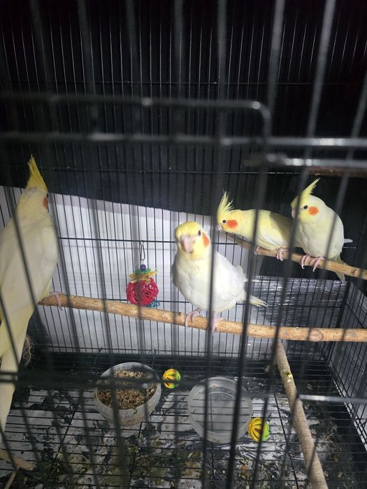 Кореллы птенцы молодые