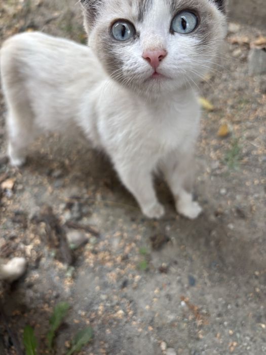 котята мальчики, в добрые руки