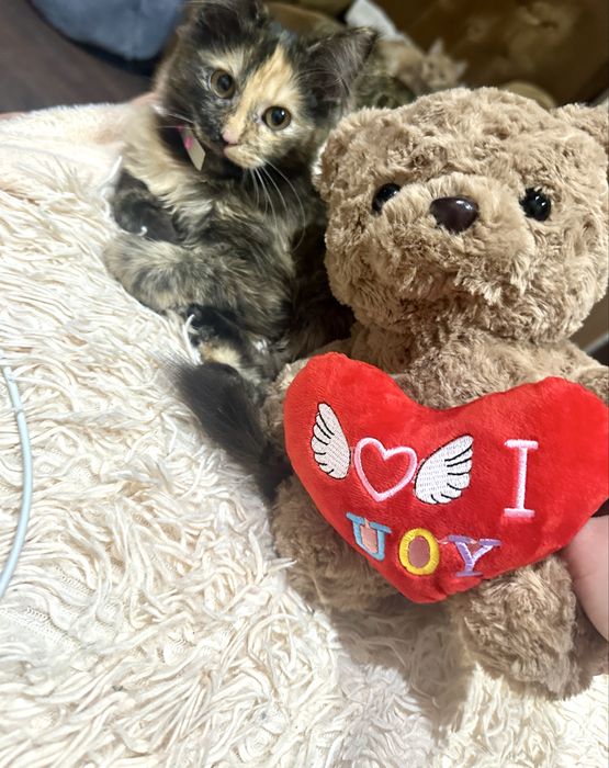 Отдам котёнка , девочку