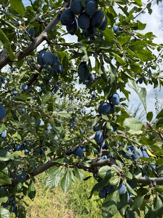 Prune De Vanzare
