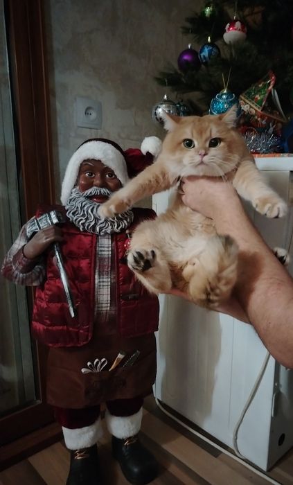 Sotiladi Britanskiy zalatistiy shinshila Ny12