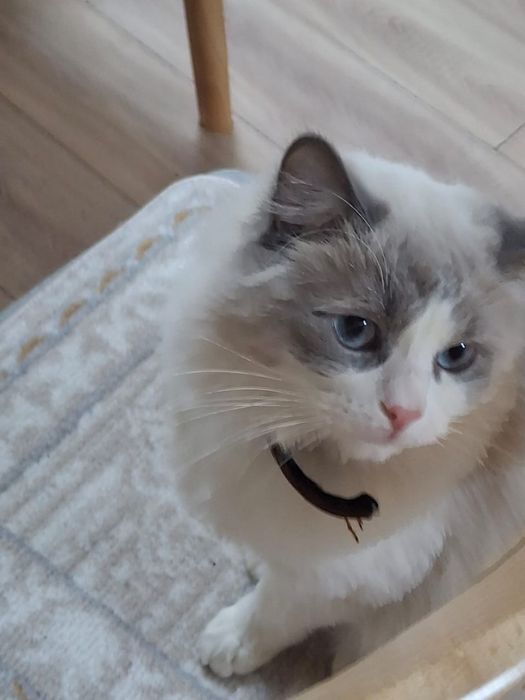 Отдам в добрые руки!