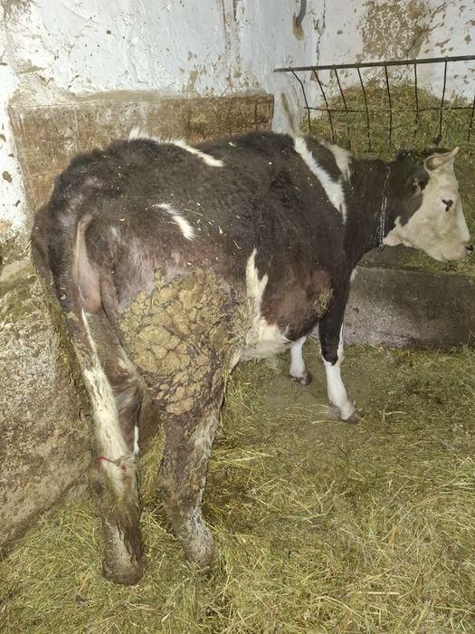 Vănd vaca gestantă