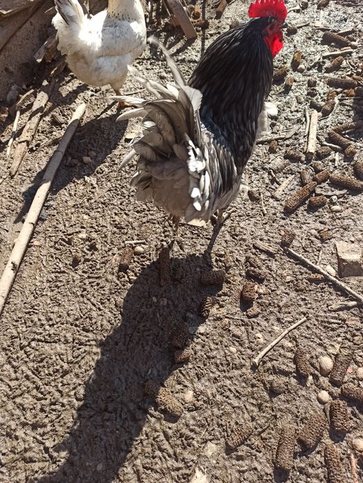 Cocoși tineret din mai anul trecut