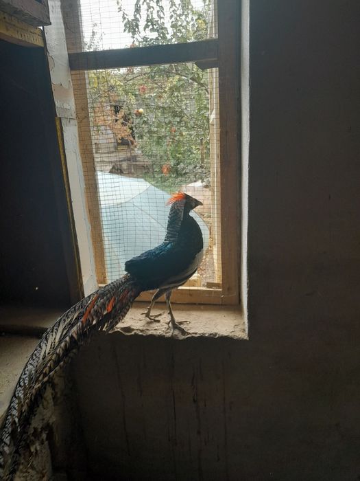 3 yoshli Fazanlar koʻtara narxda sotiladi.