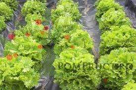 Folie perforata 6 randuri 30x20 cm pentru salata 25 mic