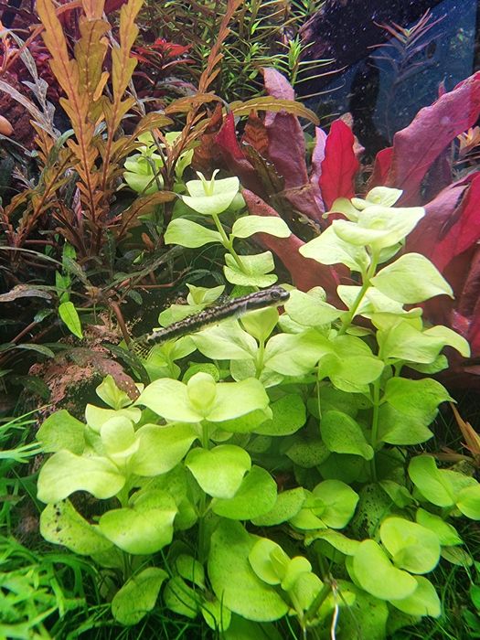 Plante naturale Acvariu pachete mari