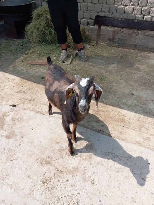 Нуми ешкі сатылады Атакент