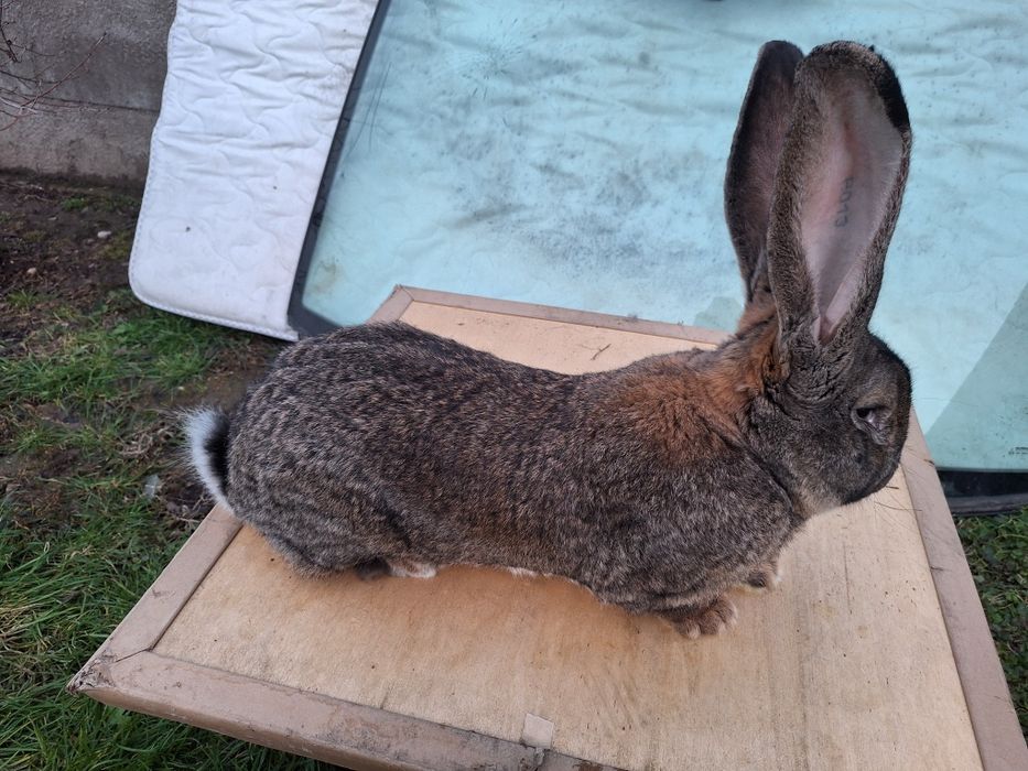 Urias German linie Cornel Toma