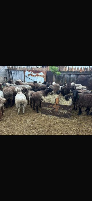 Овцы,токты в наличии