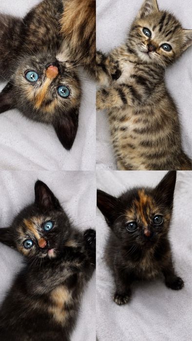 Котята , 2 девочки и мальчик
