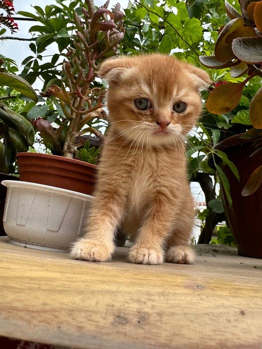 Scottish fold mushukcha sotiladi