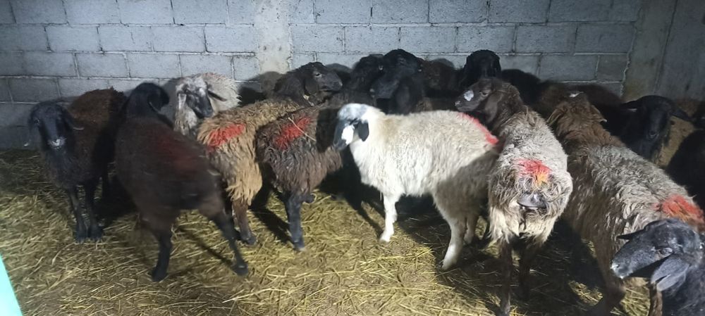 Ярочки 10 месяцев