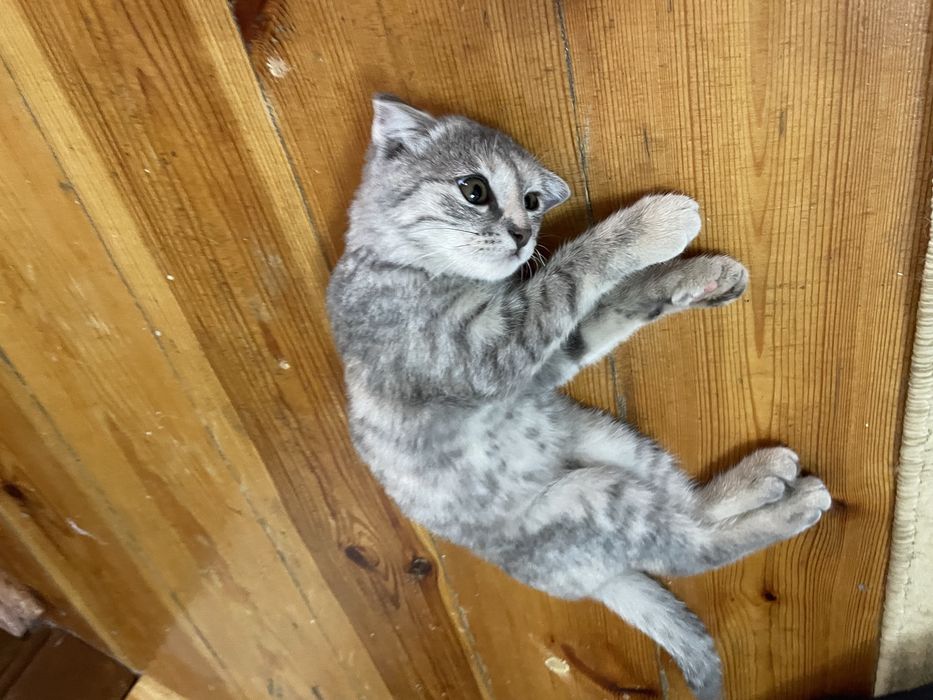 Шотландский вислоухий котенок