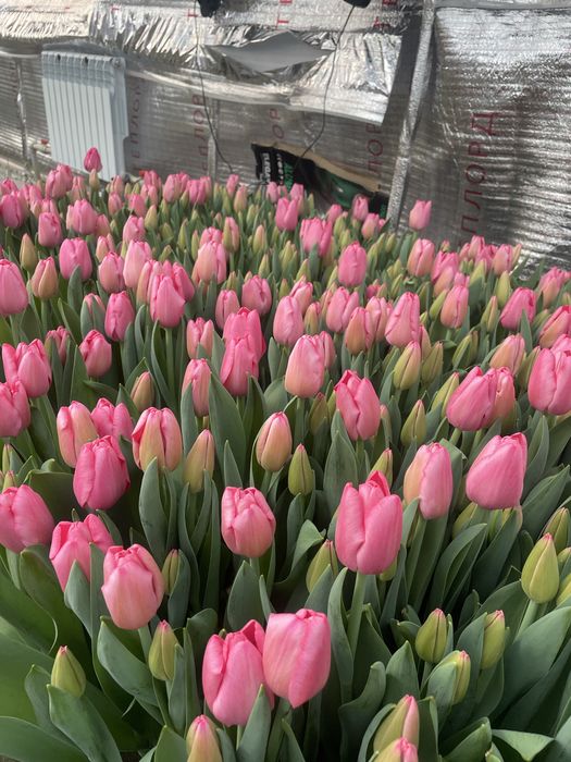 Голандские Тюльпаны оптом и в розницу