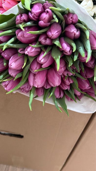 Тюльпан свежий