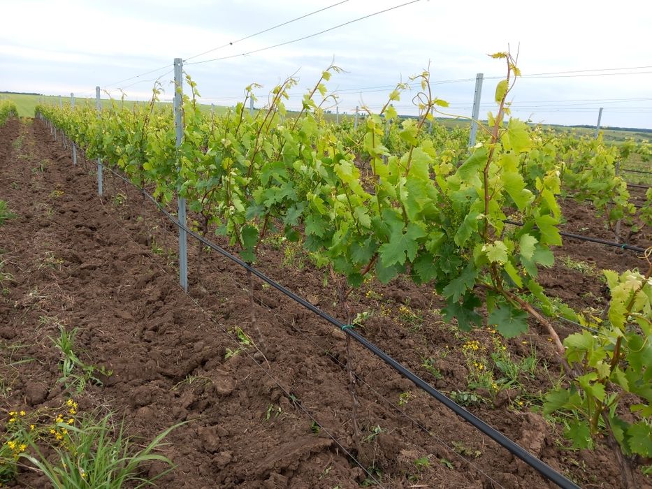 VIE ALTOI ITALIAN ,Tanara ,3 si 5 ani