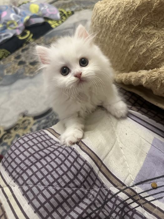 Скотч фолд шотланский