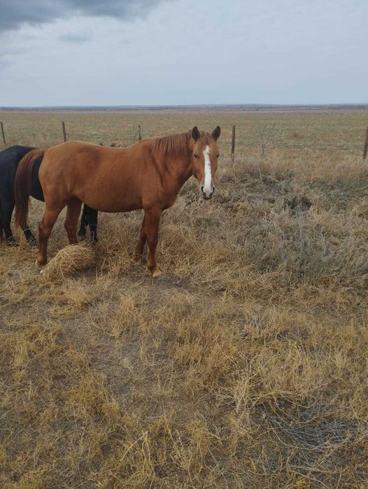 Продам лошадей..