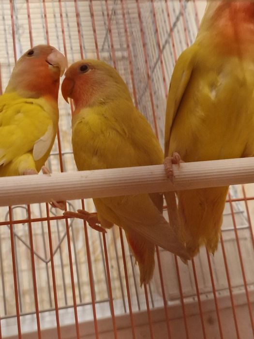 Неразлучники Фишеры