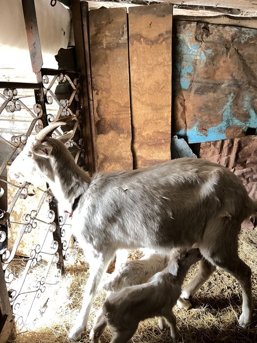 Продам Зааненский козу