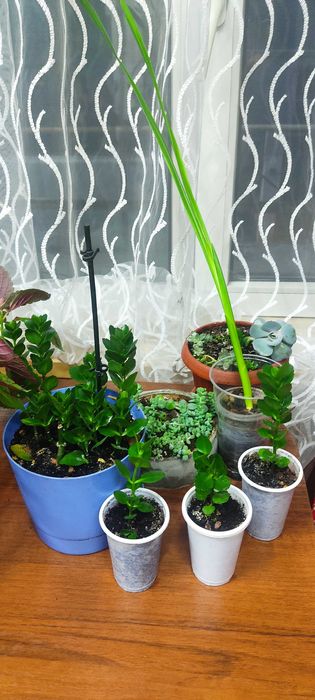 Колеус, эпипремнум, каланхоэ