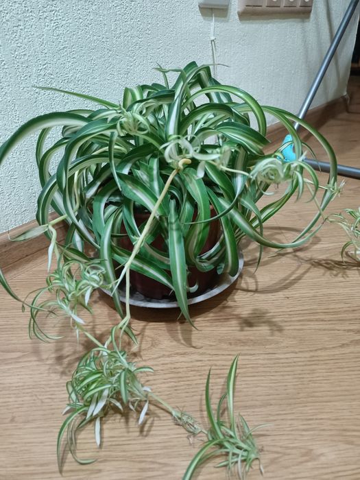 Продам комнатные цветы