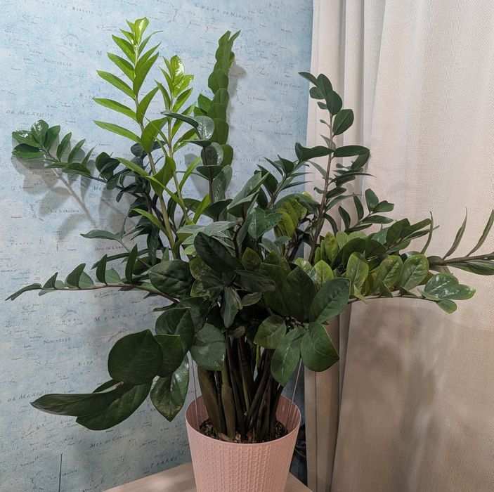 Продам замеокулькас