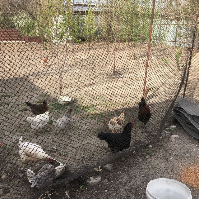 Яйцо куриный инкубационый