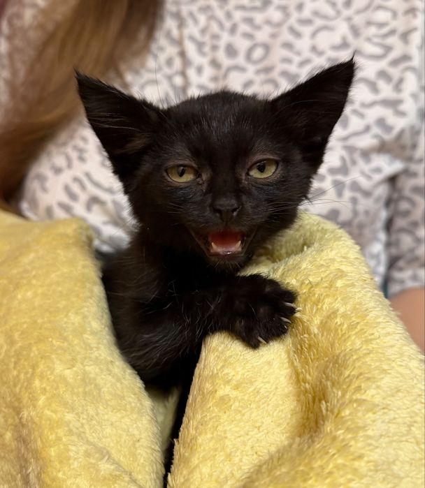 Котёнок черный окрас