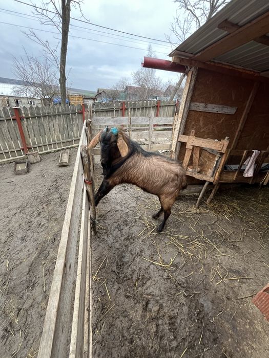 Vand tap anglo nubian