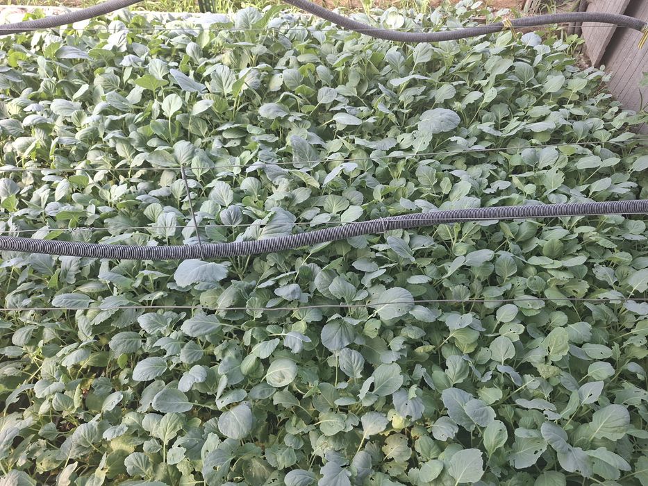 Răsad de varză de Buzău 50 de bani firul