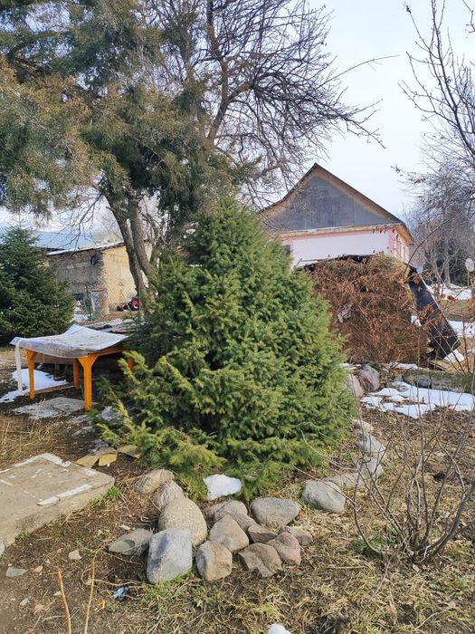 Ель тянь-шаньская