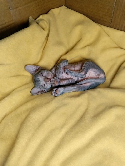 Девочка сфинкс ищет семью