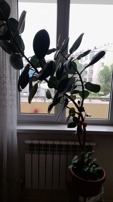 Фикус байлық ағаш гүлі сатылады. Ұзындығы 1,5 метр.
