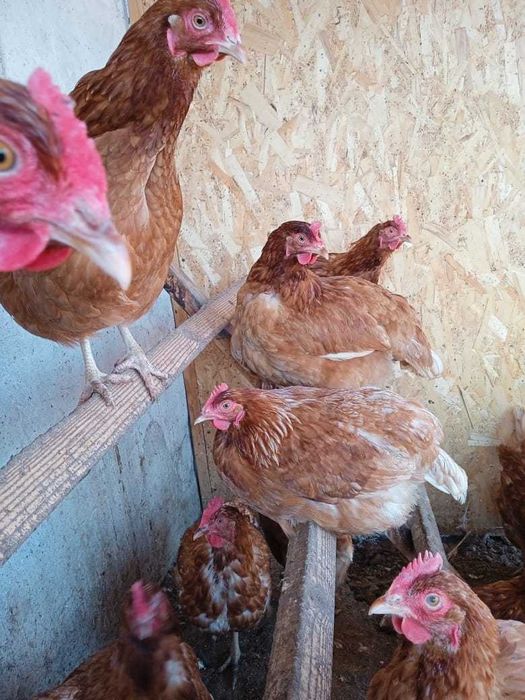 Курочки Ломан Браун