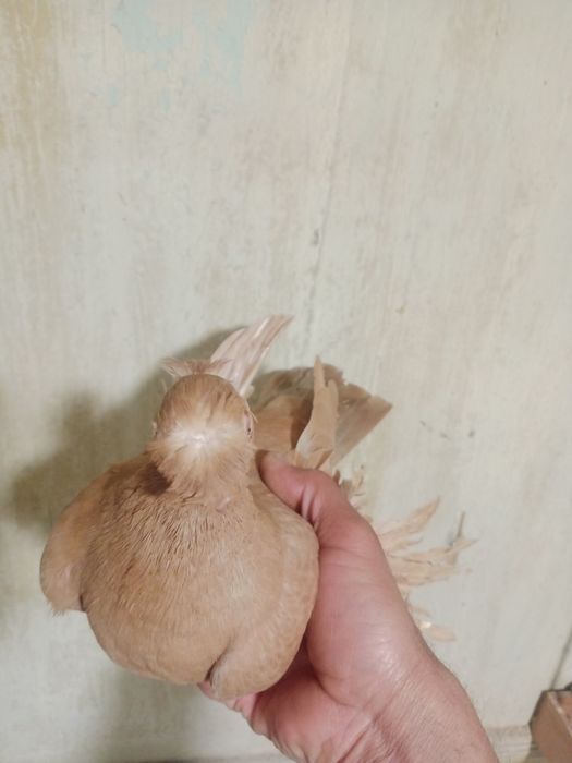 Продам самца жёлтого