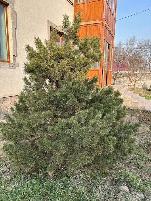 Декоративная сосна