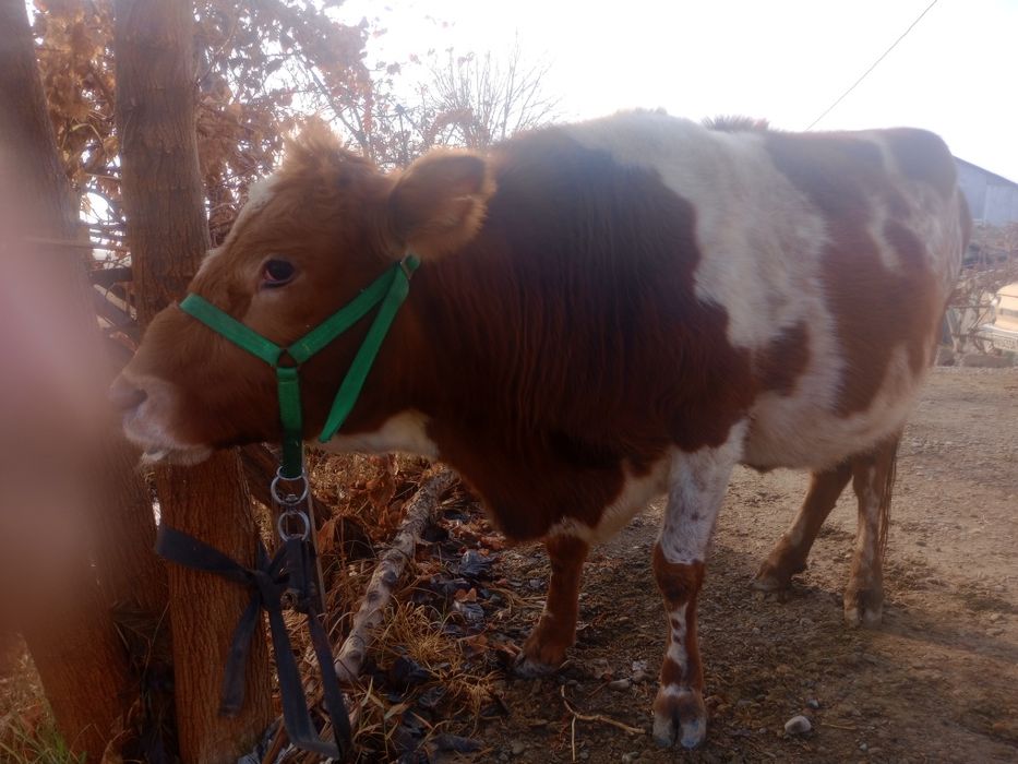 G‘unajin, 7 oylik bug‘o‘z sotiladi