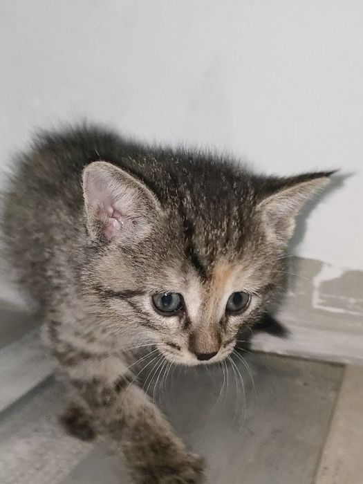 Продам котенка девочка