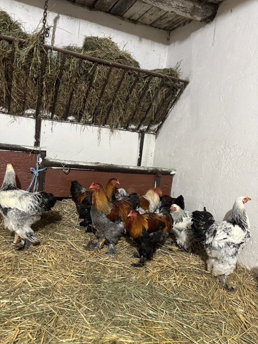 vand cocosi brahma 2025