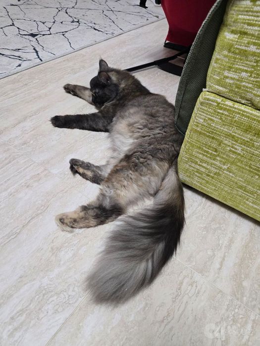 Кошка годовалая срочно