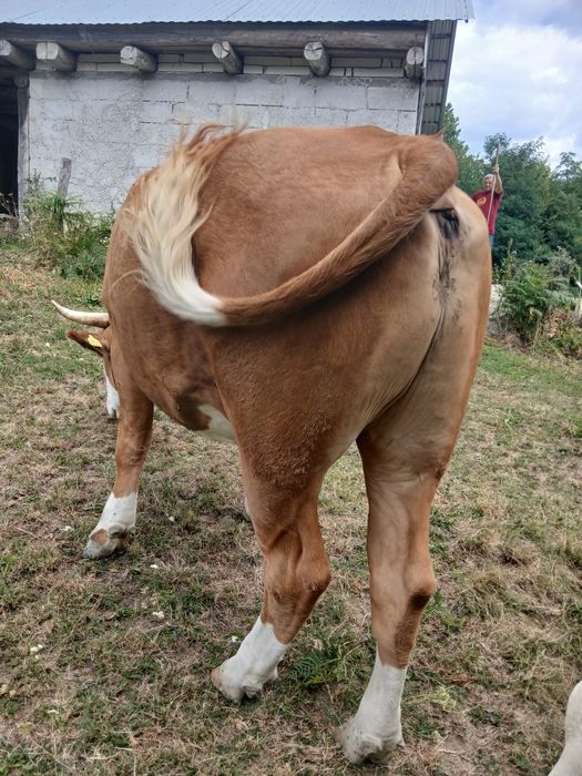 Vand junci 1550 kg