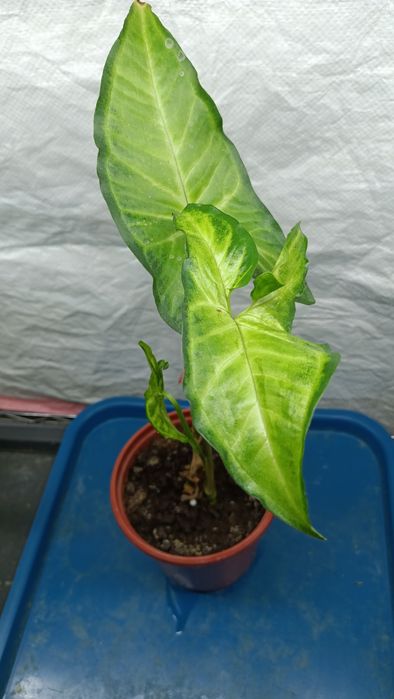 Цветы комнатные разные