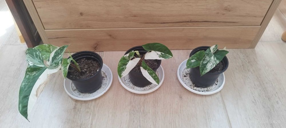 Филодендрон (Philodendron) / Сингониум (Syngonium)